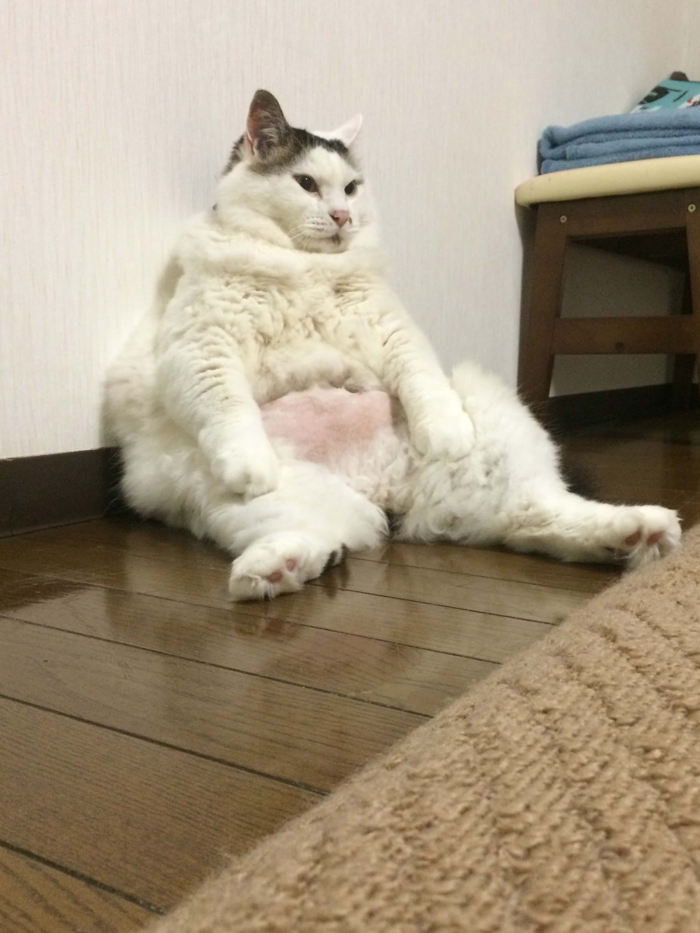 にゃんすけ